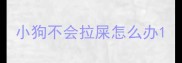 小狗不会拉屎怎么办