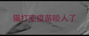 猫打完疫苗咬人了