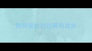 狗狗驱虫后拉稀有血丝
