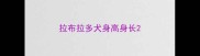 拉布拉多犬身高身长