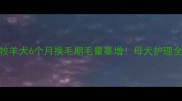 边境牧羊犬6个月换毛期毛量暴增母犬护理全攻略