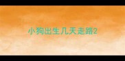 小狗出生几天走路