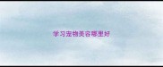 学习宠物美容哪里好