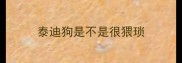 泰迪狗是不是很猥琐