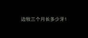 边牧三个月长多少牙