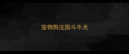 宠物狗法国斗牛犬