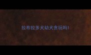 拉布拉多犬幼犬贪玩吗