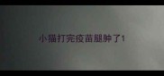 小猫打完疫苗腿肿了