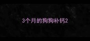 3个月的狗狗补钙