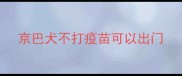 京巴犬不打疫苗可以出门