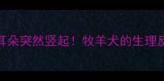 边牧幼犬喝羊奶粉耳朵突然竖起牧羊犬的生理反应与科学喂养指南