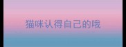 猫咪认得自己的哦