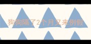 狗狗隔了2个月又来例假
