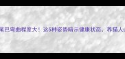 猫咪尾巴弯曲程度大这5种姿势暗示健康状态养猫人必看