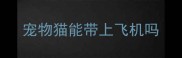 宠物猫能带上飞机吗