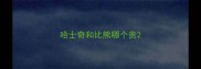 哈士奇和比熊哪个贵