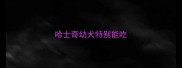 哈士奇幼犬特别能吃