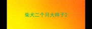 柴犬二个月大样子