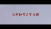 拉布拉多金毛导盲