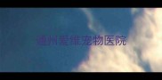 通州爱维宠物医院