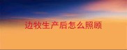 边牧生产后怎么照顾