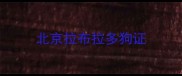 北京拉布拉多狗证