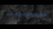 六七个月比熊能吃骨头