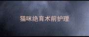 猫咪绝育术前护理
