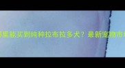 青海哪里能买到纯种拉布拉多犬最新宠物市场指南