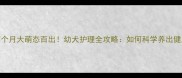 比熊犬两个月大萌态百出幼犬护理全攻略如何科学养出健康比熊