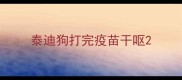 泰迪狗打完疫苗干呕