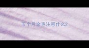 五个月金毛注意什么