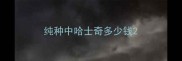 纯种中哈士奇多少钱
