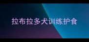 拉布拉多犬训练护食