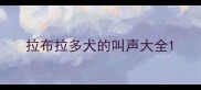 拉布拉多犬的叫声大全