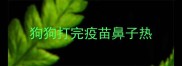 狗狗打完疫苗鼻子热