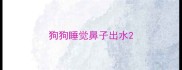 狗狗睡觉鼻子出水
