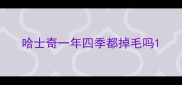 哈士奇一年四季都掉毛吗