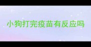 小狗打完疫苗有反应吗
