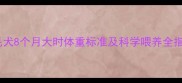 金毛犬8个月大时体重标准及科学喂养全指南