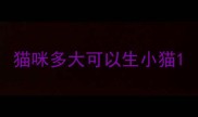 猫咪多大可以生小猫