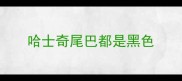 哈士奇尾巴都是黑色