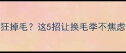 夏天金毛疯狂掉毛这5招让换毛季不焦虑附全攻略