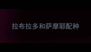 拉布拉多和萨摩耶配种