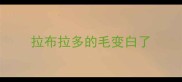 拉布拉多的毛变白了