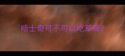 哈士奇可不可以吃草莓