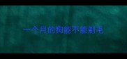 一个月的狗能不能剃毛