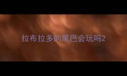 拉布拉多的尾巴会玩吗