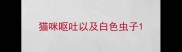 猫咪呕吐以及白色虫子