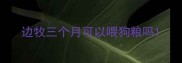 边牧三个月可以喂狗粮吗